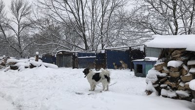 «Тварини теж все відчувають»: як працює пункт перетримки у Полтаві «Тварини теж все відчувають»: як працює пункт перетримки у Полтаві