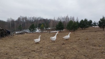 "Гниле місце". Як живуть люди у селі, яке розташоване на болотах на Сумщині "Гниле місце". Як живуть люди у селі, яке розташоване на болотах на Сумщині