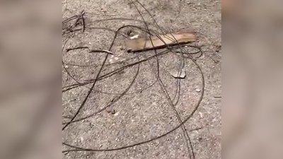 На Херсонщині електрики відмовляються від співпраці з окупаційною владою та ремонтують пошкодження безплатно