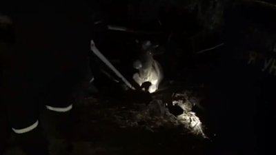 Порятунок корови: на Черкащині рятувальники витягли тварину з болота