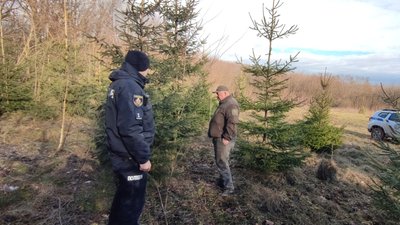 На Хмельниччині посилили охорону хвойних насаджень у новорічний період