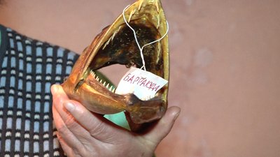 Жителька Херсонщини створила вдома музей морських риб