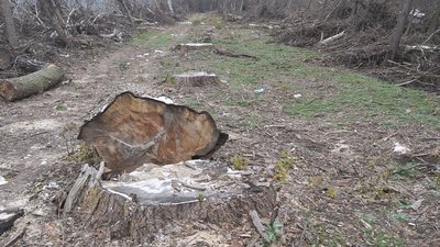 У лісгоспі на Вінниччині виявили незаконні вирубки дерев на 12 мільйонів гривень У лісгоспі на Вінниччині виявили незаконні вирубки дерев на 12 мільйонів гривень