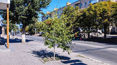 тополя на вул Шевченка яку пересадять кроп