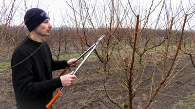 Садівники на Волині розпочали обрізку дерев Садівники на Волині розпочали обрізку дерев