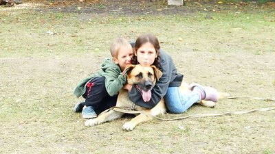Одразу зрозуміли, що стане членом родини.Переселенці з Харкова привезли з собою у Кропивницький безпритульного пса Одразу зрозуміли, що стане членом родини.Переселенці з Харкова привезли з собою у Кропивницький безпритульного пса