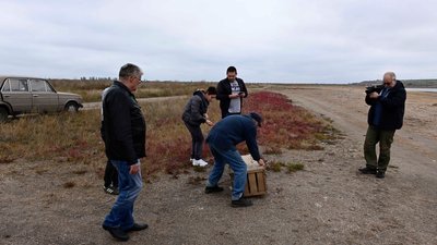 Червонокнижного птаха вилучили у вуличних фотографів та випустили у ландшафтному парку на Одещині