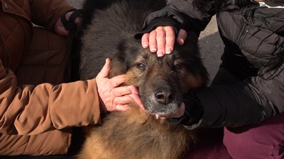 Вісім років очікування: черкаський "хатіко" знайшов родину Вісім років очікування: черкаський "хатіко" знайшов родину