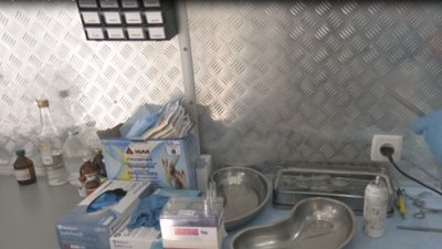Протягом п’яти днів у Луцьку стерилізували 40 тварин Протягом п’яти днів у Луцьку стерилізували 40 тварин