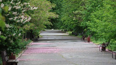 Херсон, дерева, цвіт, квітучі дерева, парк, весна