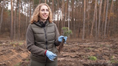 У Білозірському лісництві висадили сіянці дерев