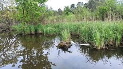 На Житомирському водосховищі зафіксували загибель риби На Житомирському водосховищі зафіксували загибель риби