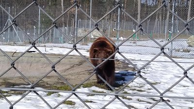 У ведмежому притулку на Львівщині прокинулася частина ведмедів