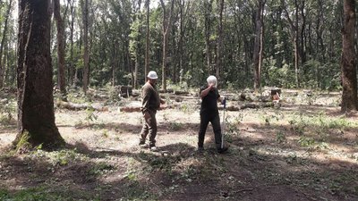 Як чіпують зрізані у лісгоспах дерева та які дані можна дізнатись за номером бирки на деревині Як чіпують зрізані у лісгоспах дерева та які дані можна дізнатись за номером бирки на деревині