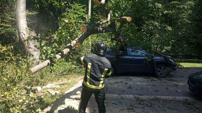 Два "Subaru", два "Ford", "Lexus" та "Tesla": на Закарпатті гілка дерева впала на шість автомобілів Два "Subaru", два "Ford", "Lexus" та "Tesla": на Закарпатті гілка дерева впала на шість автомобілів