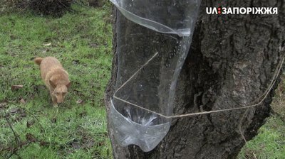 У Запоріжжі триває підготовка до зимування птахів