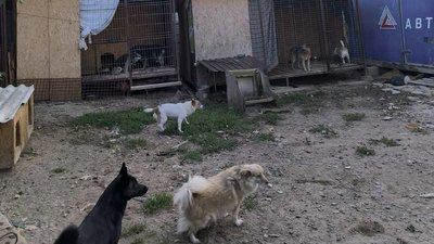 У Хмельницькому під час нічної атаки травмувалися собаки у притулку, 3 вересня 2025 року