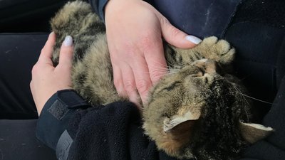 У Тернополі патрульні рятували кота У Тернополі патрульні рятували кота