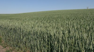 Аграрні перспективи Аграрні перспективи