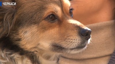Чи можуть домашні тварини хворіти на COVID-19 Чи можуть домашні тварини хворіти на COVID-19