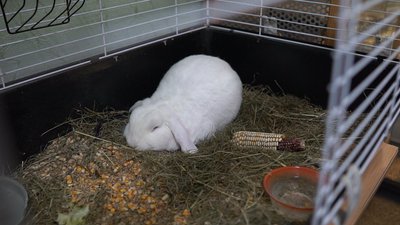 Як живуть тварини в сумському еколого-натуралістичному центрі