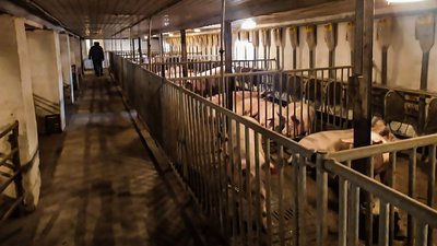 На ринках Кіровоградщини сало майже вдвічі дорожче за свинину. Чому