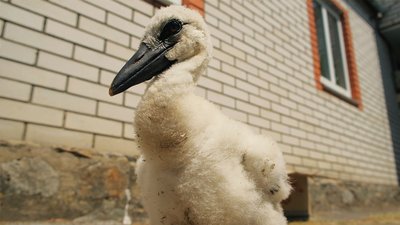"Лелечий край" на Вінниччині: у селі Слобідка майже пів сотні гнізд "Лелечий край" на Вінниччині: у селі Слобідка майже пів сотні гнізд