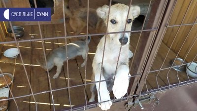 Притулок для тварин у Сумах Притулок для тварин у Сумах