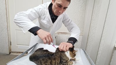 Вакцинація кота від сказу