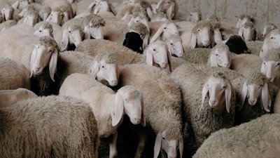 110 молодих овець і баранів тірольської гірської породи доставлять на Закарпаття