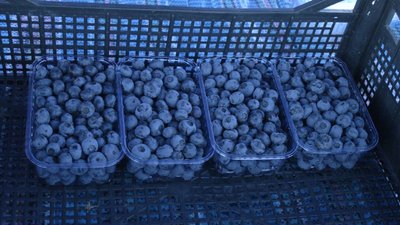 У селі Мала Кам'янка на Івано-Франківщині збирають перший урожай лохини У селі Мала Кам'янка на Івано-Франківщині збирають перший урожай лохини
