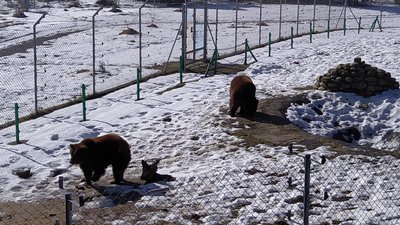 У ведмежому притулку на Львівщині прокинулася частина ведмедів