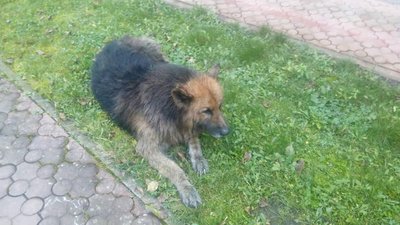 Прикарпатські рятувальники витягли з колодязя собаку