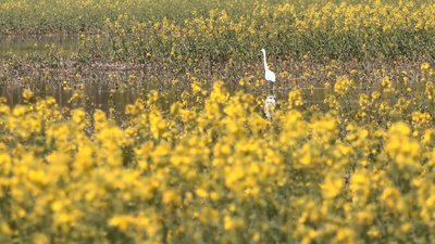 Нішеві культури: як вирощують на Черкащині амарант