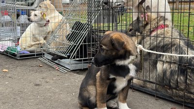 У Миколаєві шукали нових господарів котам та собакам