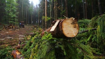 На Буковині через незаконну вирубку дерев виявили збитків на 4 млн грн — прокуратура