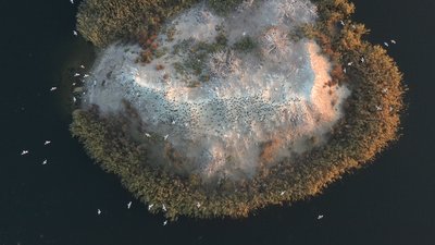 У Миколаєві дикий острів в акваторії Південного Бугу заселили баклани У Миколаєві дикий острів в акваторії Південного Бугу заселили баклани