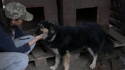 У Кропивницький з Донеччини евакуювали двох собак, яких під обстрілами годував військовий