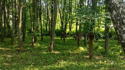 Тернопільські пенсіонери знову вийшли на толоку Тернопільські пенсіонери знову вийшли на толоку
