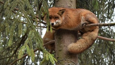 Знайомимося з жителями Галицького парку онлайн Знайомимося з жителями Галицького парку онлайн