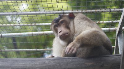 В Одеському зоопарку з'явилися свинохвості макаки В Одеському зоопарку з'явилися свинохвості макаки