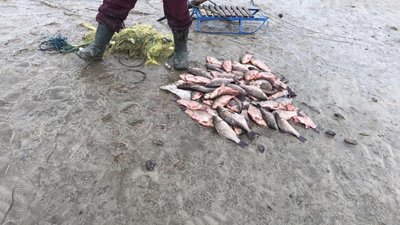 Понад 330 тисяч гривень збитків: на Полтавщині виявили ймовірного браконьєра Понад 330 тисяч гривень збитків: на Полтавщині виявили ймовірного браконьєра