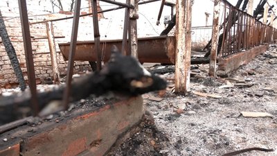 Вбиті тварини