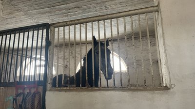 врятовані коні харків авдіївка 22 листопада врятовані коні харків авдіївка 22 листопада