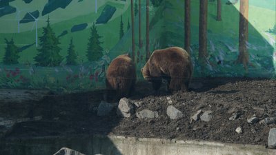 У Подільському зоопарку ведмеді прокидаються після зимової сплячки
