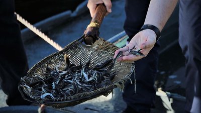 Півтора мільйона мальків осетрових випущено у Дніпро на Херсонщині Півтора мільйона мальків осетрових випущено у Дніпро на Херсонщині