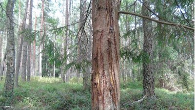 Біля села на Буковині виявили сліди ведмедя: що робити, якщо зустрівся з хижаком