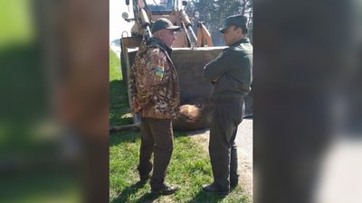 На Житомирщині автомобіль збив червонокнижного лося – тварина загинула