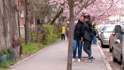 "Розпустилися на два тижні раніше": у Вінниці цвіте алея сакур "Розпустилися на два тижні раніше": у Вінниці цвіте алея сакур