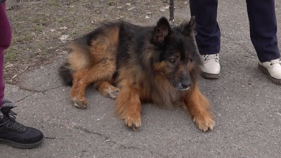 Вісім років очікування: черкаський "хатіко" знайшов родину Вісім років очікування: черкаський "хатіко" знайшов родину